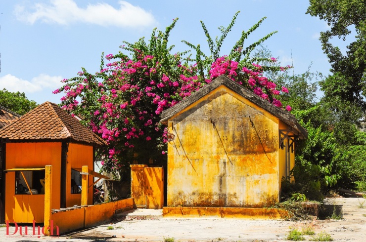 Du khách mê mẩn giàn hoa giấy ở miền Trung - 10