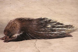 Media - Clip: Bất ngờ phát hiện nhím trong phòng tắm