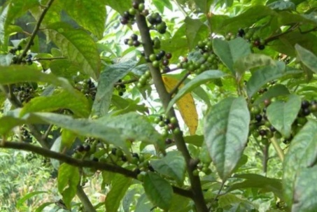 Người Việt vào rừng thấy cây này như vớ được vàng: Từ thân đến quả đều “hái ra tiền”