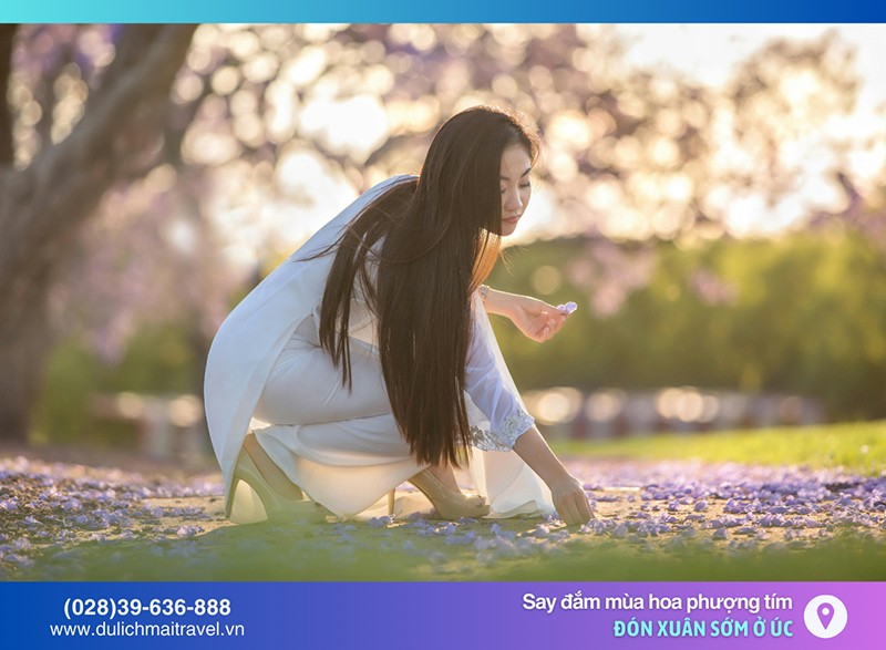 M.A.I TRAVEL – Đón xuân sớm ở Úc, Say đắm mùa hoa Phượng Tím - 1