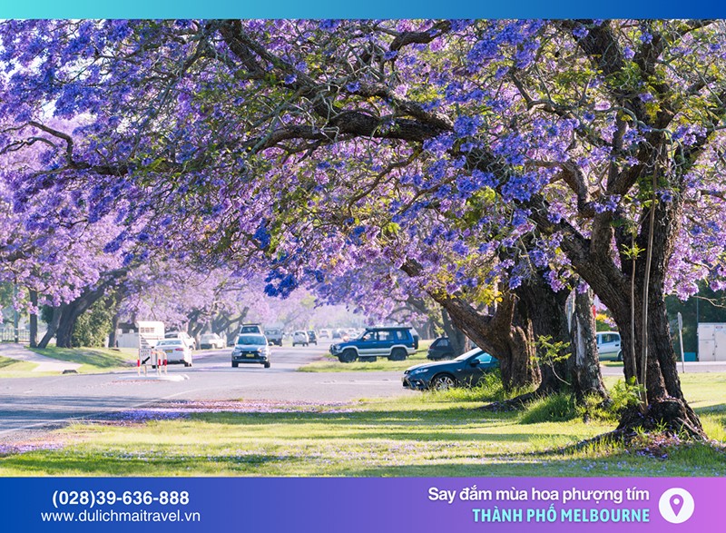 M.A.I TRAVEL – Đón xuân sớm ở Úc, Say đắm mùa hoa Phượng Tím - 2