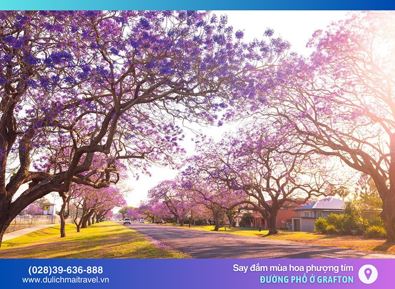 M.A.I TRAVEL – Đón xuân sớm ở Úc, Say đắm mùa hoa Phượng Tím - 3