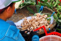 Khu bán nấm tràm - "lộc trời" 30.000- 60.000 đồng/kg tạo nên nơi mua bán nhộn nhịp bên cạnh di tích Huế