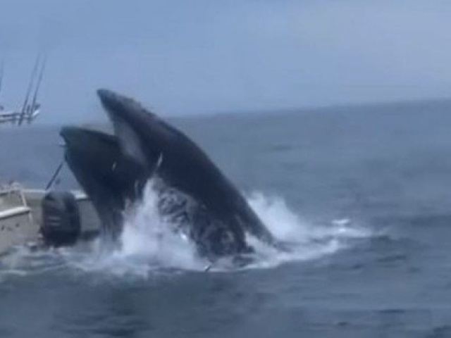 Clip: Cá voi đánh lật thuyền khiến 2 người rơi xuống biển