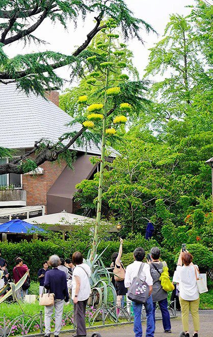 “Cây thế kỷ” thu hút du khách với chiều cao gần 8m. Ảnh: Yumi Nakayama.