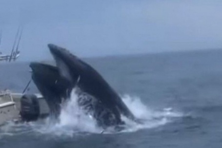 Clip: Cá voi đánh lật thuyền khiến 2 người rơi xuống biển