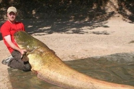Người đàn ông câu được cá trê "khủng" hơn 100kg trên sông Serge