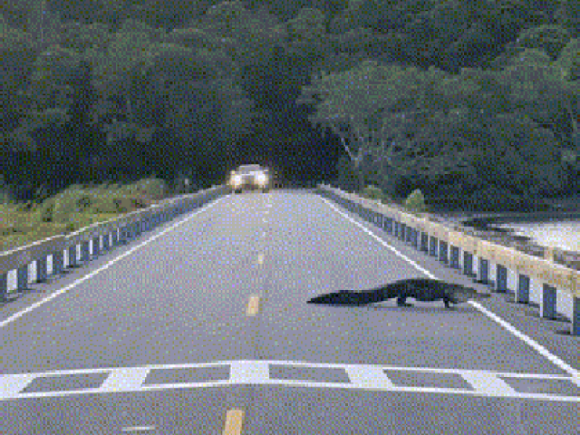 Clip: Kinh ngạc cá sấu nằm giữa đường, gây cản trở giao thông