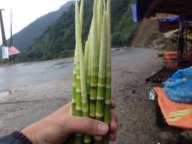 Cứ khoảng tháng 3, tháng 4 âm lịch hàng năm là thời điểm thu hoạch măng sặt.
