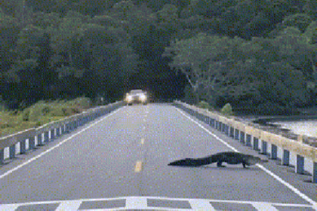 Clip: Kinh ngạc cá sấu nằm giữa đường, gây cản trở giao thông