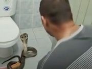 Đàn ông - Người đàn ông chế ngự rắn hổ mang chỉ bằng một động tác
