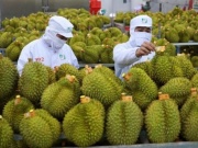 Thị trường - Tiêu dùng - Thái Lan chi lượng tiền gấp 2 để mua rau quả Việt Nam