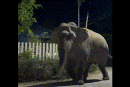 Media - Clip: Voi hoang dã chạy vào làng lúc giữa đêm