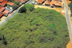 Du lịch - Bao phủ diện tích hơn 8.000m2, cây điều lớn nhất thế giới gây choáng ngợp