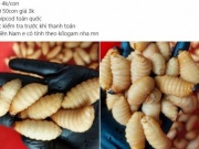 Thị trường - Tiêu dùng - Bất chấp lệnh cấm, đuông dừa vẫn được nuôi, bán công khai