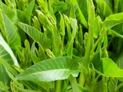 Sức khỏe đời sống - Ba không khi ăn rau muống