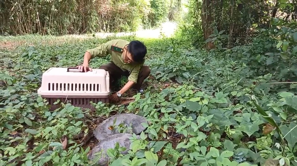 Thả 29 Cá Thể Động Vật Hoang Dã, Bao Gồm Con Khỉ Hù Gây Tai Nạn