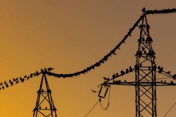 Lý do chim đậu trên dây điện không bị giật