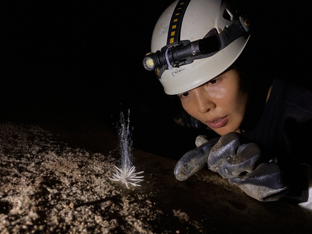 Quan sát thấy loài sinh vật này có thân chính màu trắng đục, nhiều nhánh chẻ ra từ gốc giống với loài sao biển.