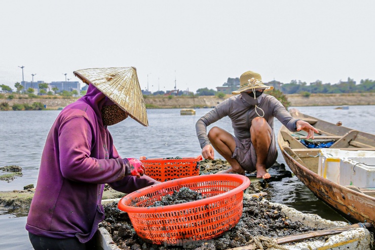 Những ngày này, dọc sông Cổ Cò (phường Hòa Hải, quận Ngũ Hành Sơn), nhiều người lại kéo nhau đi mò sìa, vẹm. Sìa là một loại nghêu nước lợ có giá trị dinh dưỡng cao, chế biến được nhiều món ăn ngon, và giúp họ kiếm thêm thu nhập.