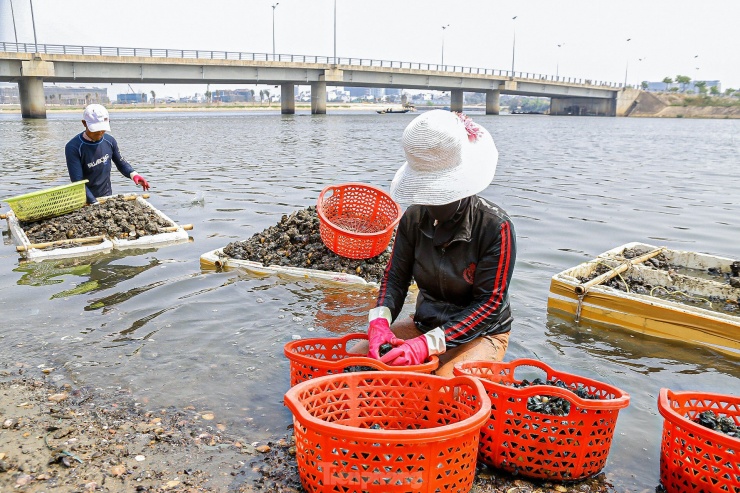 Lội bùn, ngâm mình dưới nước nhiều giờ để mò sìa trên sông ở Đà Nẵng - 1