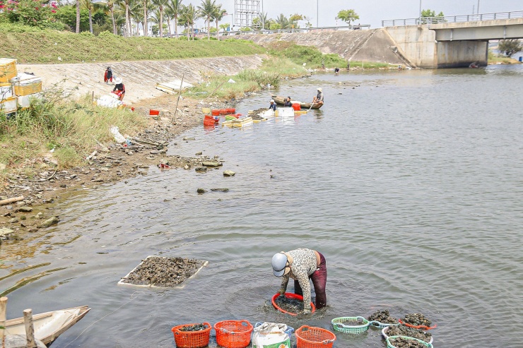 Lội bùn, ngâm mình dưới nước nhiều giờ để mò sìa trên sông ở Đà Nẵng - 3