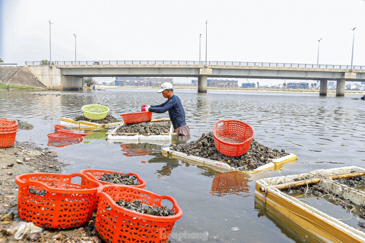 Cứ 6 giờ sáng mỗi ngày, khi nước bắt đầu rút là lúc người dân sống ven sông Cổ Cò lại lội bùn, ngâm mình dưới nước để mò sìa. Theo người dân, nghề mò sìa phụ thuộc vào thời tiết và mực nước, nếu nước dâng cao thì không thể mò được.