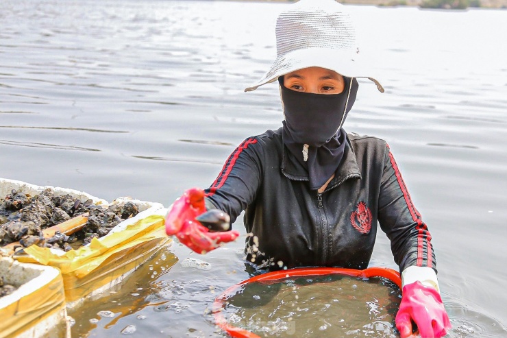 Đang làm sạch sìa chờ thương lái đến mua, chị Nguyễn Thị Phước (trú phường Nại Hiên Đông) cho hay: “Đang vào mùa, sìa nhiều nên giá không được cao, 1kg sìa thương lái thu mua khoảng 5.000 – 10.000 đồng. Nhưng nếu chịu khó mò một ngày cũng kiếm được vài trăm ngàn. Hôm nay tôi đến trễ nhưng mò được khoảng 30kg rồi, giờ làm sạch rồi cho vào bao chờ thương lái đến mang đi thôi”.