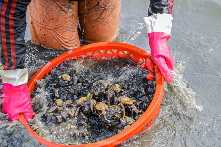 Lội bùn, ngâm mình dưới nước nhiều giờ để mò sìa trên sông ở Đà Nẵng - 7