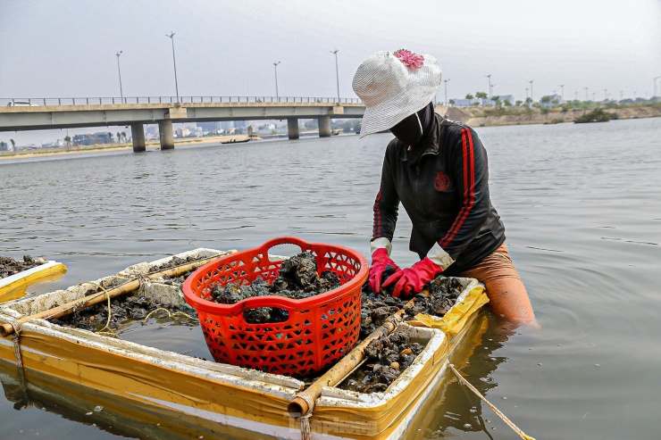 Lội bùn, ngâm mình dưới nước nhiều giờ để mò sìa trên sông ở Đà Nẵng - 6