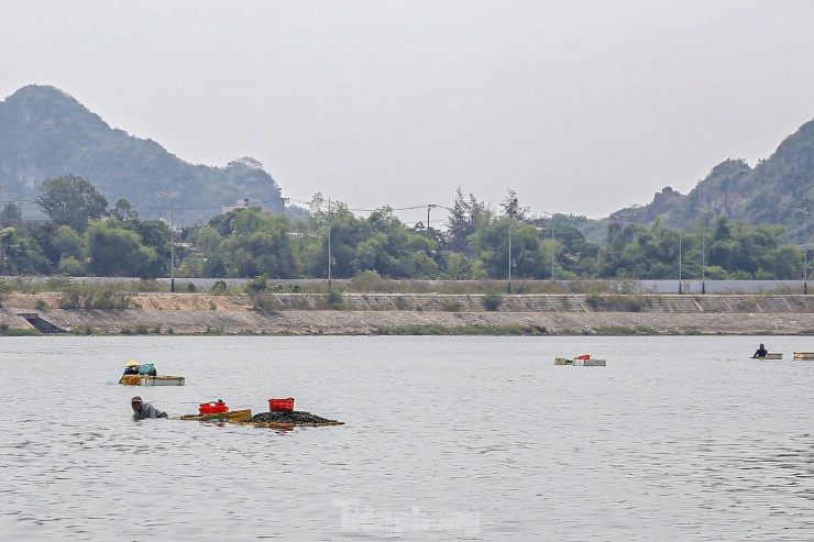 Nhiều người ngụp lặn dưới chỗ nước sâu để mò được sìa to.