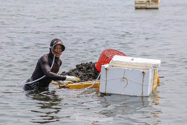 Lội bùn, ngâm mình dưới nước nhiều giờ để mò sìa trên sông ở Đà Nẵng - 13
