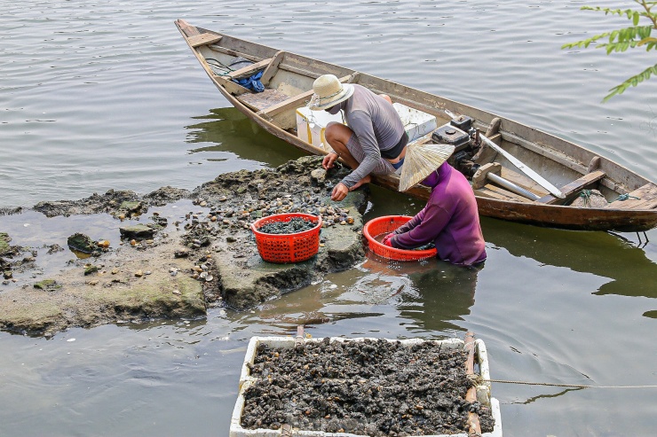 Lội bùn, ngâm mình dưới nước nhiều giờ để mò sìa trên sông ở Đà Nẵng - 14