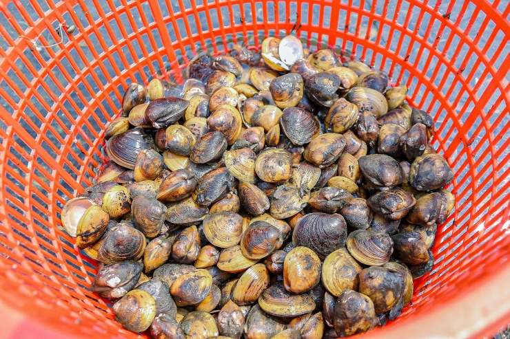 Lội bùn, ngâm mình dưới nước nhiều giờ để mò sìa trên sông ở Đà Nẵng - 16