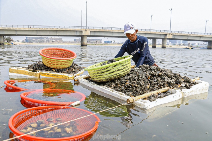 Sau khi sìa đầy thùng sẽ được đưa vào bờ để làm sạch...