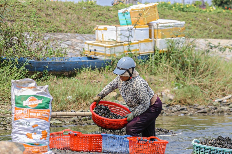 Lội bùn, ngâm mình dưới nước nhiều giờ để mò sìa trên sông ở Đà Nẵng - 17