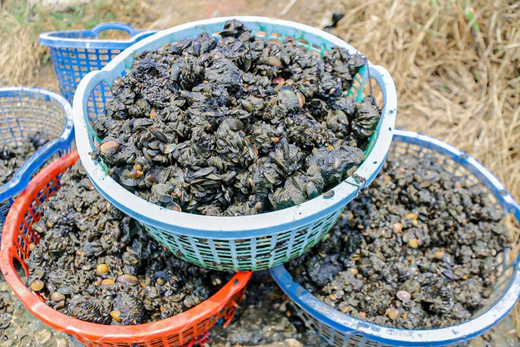 Lội bùn, ngâm mình dưới nước nhiều giờ để mò sìa trên sông ở Đà Nẵng - 20