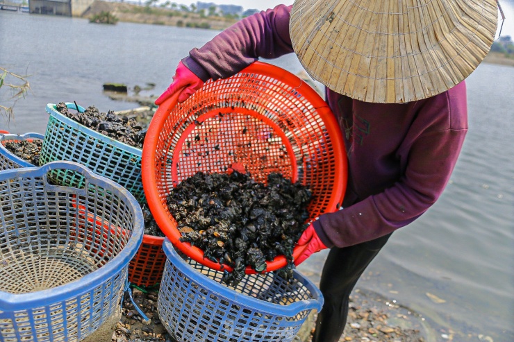 ... sau đó để ráo nước chờ thương lái đến thu mua.