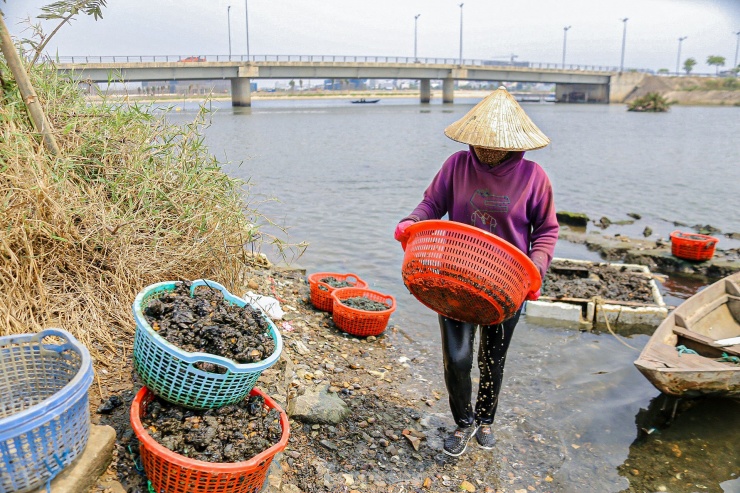 Lội bùn, ngâm mình dưới nước nhiều giờ để mò sìa trên sông ở Đà Nẵng - 18