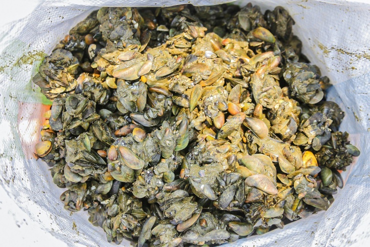 Vẹm cũng được thương lái mua về để làm thức ăn cho cá.