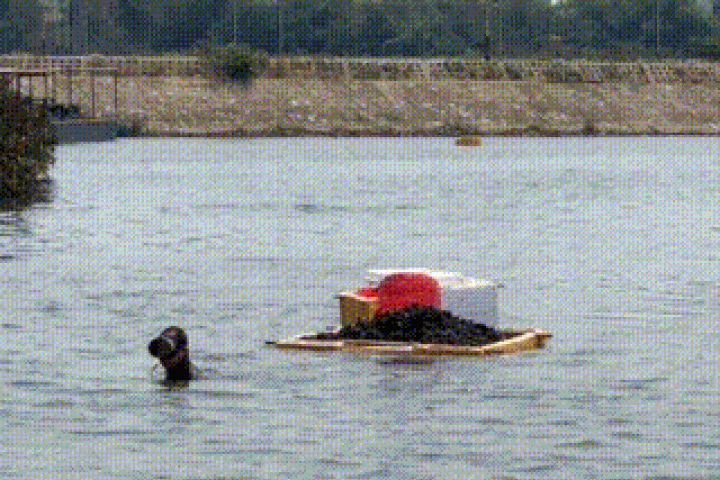 Thị trường - Tiêu dùng - Lội bùn, ngâm mình dưới nước nhiều giờ để mò sìa trên sông ở Đà Nẵng