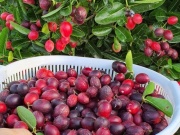 Thị trường - Tiêu dùng - Loại trái cây đỏ mọng thích mắt, đảm bảo có người chưa từng nghe tên