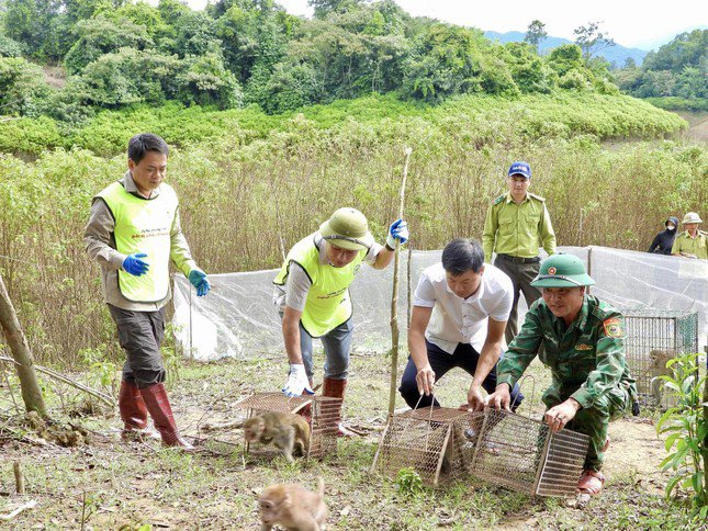 Người dân Hà Tĩnh phát hiện và bàn giao 2 cá thể rùa núi viền quý hiếm