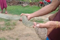 Tóm sống rắn hổ mang chúa dài 4,2 mét ẩn nấp trong phòng ngủ