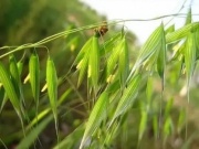 Thị trường - Tiêu dùng - Thứ cỏ dại xưa chỉ muốn diệt tận gốc, nay giá 4,5 triệu/kg không có mà mua