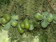 Thị trường - Tiêu dùng - Loài cây có từ thời đồ đá, quả bỏ vỏ lấy hạt, người Việt còn nấu chúng với cà phê