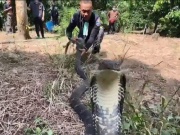 Media - Tay không tóm gọn rắn hổ mang chúa khổng lồ dài 4m, nặng 8kg