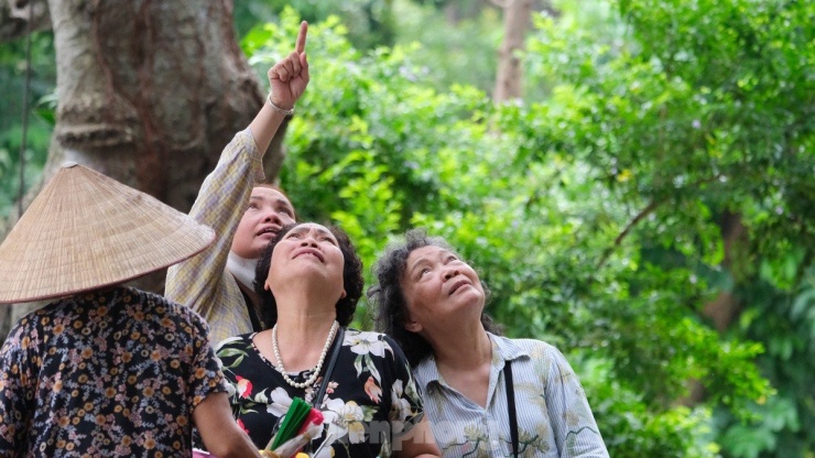 Đàn Chim Tự Nhiên Về Hồ Gươm Làm Tổ: Khung Cảnh Thơ Mộng Giữa Lòng Thủ Đô