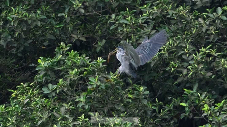 Và thành quả là đã săn được những chú cá phàm ăn tươi rói.