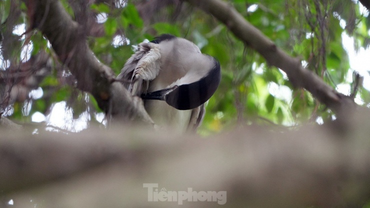 Phút nghỉ ngơi của một con cò trắng khoang đen.